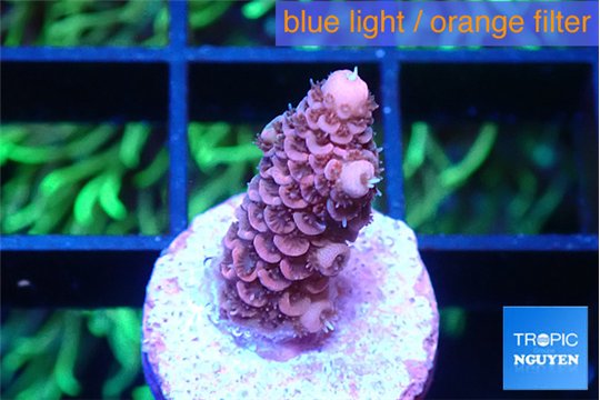 Acropora pink 1-2 cm WYSIWYG acclimaté