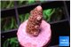 Acropora pink 1-2 cm WYSIWYG acclimaté