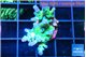 Acropora green blue ice Fijii 2-3 cm WYSIWYG acclimaté