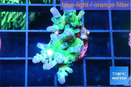 Acropora green blue ice Fijii 2-3 cm WYSIWYG acclimaté
