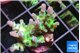 Acropora green blue ice Fijii 2-3 cm WYSIWYG acclimaté