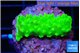 Acropora neon green 2-3 cm WYSIWYG acclimaté