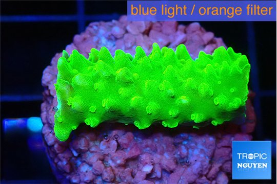 Acropora neon green 2-3 cm WYSIWYG acclimaté
