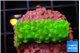 Acropora neon green 2-3 cm WYSIWYG acclimaté