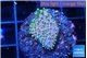 Sarcophython full neon green polyps Australia 2-3 cm WYSIWYG acclimaté