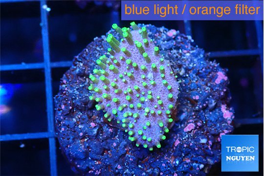Sarcophython full neon green polyps Australia 2-3 cm WYSIWYG acclimaté