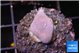 Sarcophython full neon green polyps Australia 2-3 cm WYSIWYG acclimaté