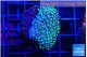 Sarcophython full neon green polyps Australia 2-3 cm WYSIWYG acclimaté