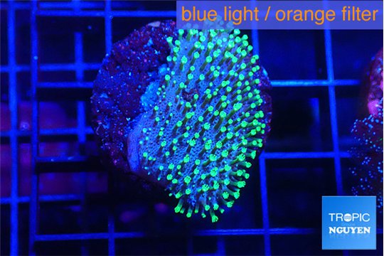Sarcophython full neon green polyps Australia 2-3 cm WYSIWYG acclimaté