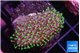 Sarcophython full neon green polyps Australia 2-3 cm WYSIWYG acclimaté