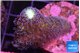Stylophora milka 4-5 cm WYSIWYG acclimaté