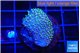 Sarcophython full neon green polyps Australia 2-3 cm WYSIWYG acclimaté