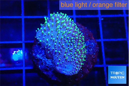 Sarcophython full neon green polyps Australia 2-3 cm WYSIWYG acclimaté