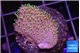 Sarcophython full neon green polyps Australia 2-3 cm WYSIWYG acclimaté