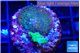 Stylophora milka + Acropora green 2-3 cm WYSIWYG acclimaté