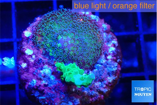 Stylophora milka + Acropora green 2-3 cm WYSIWYG acclimaté