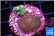Stylophora milka + Acropora green 2-3 cm WYSIWYG acclimaté