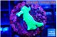 Acropora lemon green 2-3 cm WYSIWYG acclimaté