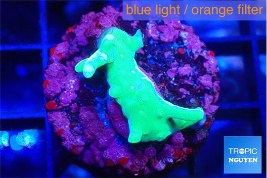 Acropora lemon green 2-3 cm WYSIWYG acclimaté