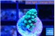 Acropora green blue 1-2 cm WYSIWYG acclimaté
