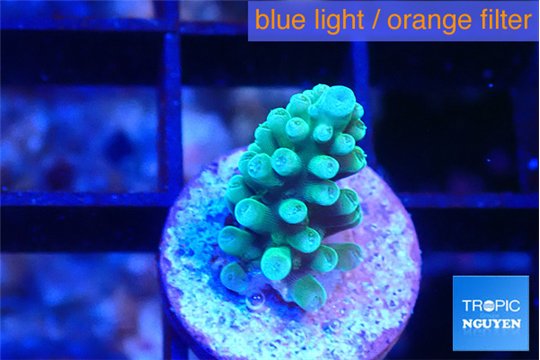 Acropora green blue 1-2 cm WYSIWYG acclimaté