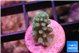 Acropora green blue 1-2 cm WYSIWYG acclimaté
