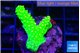 Acropora neon green 2-3 cm WYSIWYG acclimaté