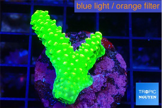 Acropora neon green 2-3 cm WYSIWYG acclimaté