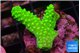 Acropora neon green 2-3 cm WYSIWYG acclimaté