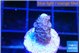 Acropora purple 1-2 cm WYSIWYG acclimaté