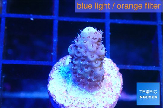 Acropora purple 1-2 cm WYSIWYG acclimaté