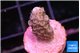 Acropora purple 1-2 cm WYSIWYG acclimaté