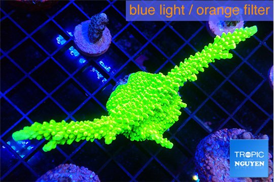 Acropora neon green 5-7 cm WYSIWYG acclimaté