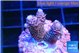Acropora pink 1-2 cm WYSIWYG acclimaté