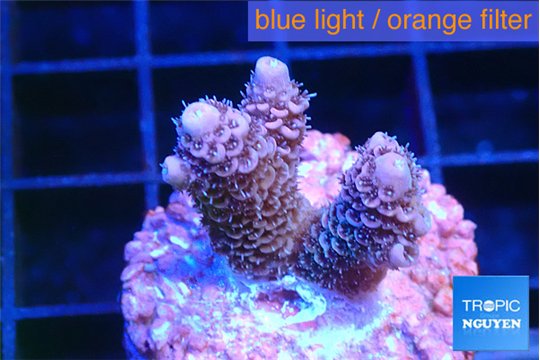 Acropora pink 1-2 cm WYSIWYG acclimaté