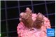 Acropora pink 1-2 cm WYSIWYG acclimaté