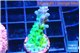 Acropora green blue ice Fijii 2-3 cm WYSIWYG acclimaté