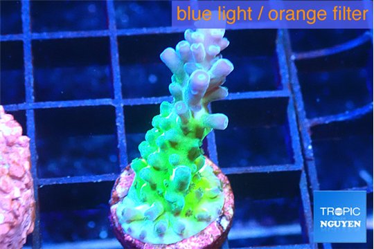 Acropora green blue ice Fijii 2-3 cm WYSIWYG acclimaté