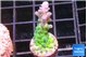 Acropora green blue ice Fijii 2-3 cm WYSIWYG acclimaté