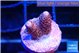 Acropora pink 1-2 cm WYSIWYG acclimaté
