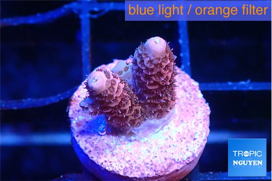 Acropora pink 1-2 cm WYSIWYG acclimaté