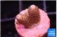Acropora pink 1-2 cm WYSIWYG acclimaté