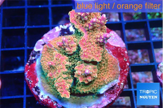 Acropora rainbow base rock 6-8 cm WYSIWYG acclimaté
