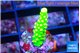Acropora neon green 1-2 cm WYSIWYG acclimaté