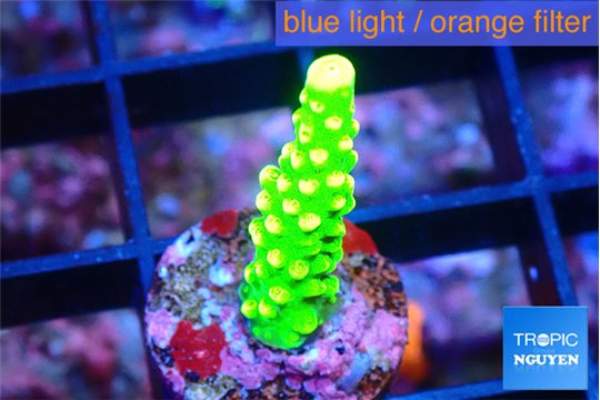 Acropora neon green 1-2 cm WYSIWYG acclimaté