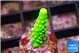 Acropora neon green 1-2 cm WYSIWYG acclimaté