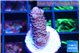Acropora pink 1-2 cm WYSIWYG acclimaté