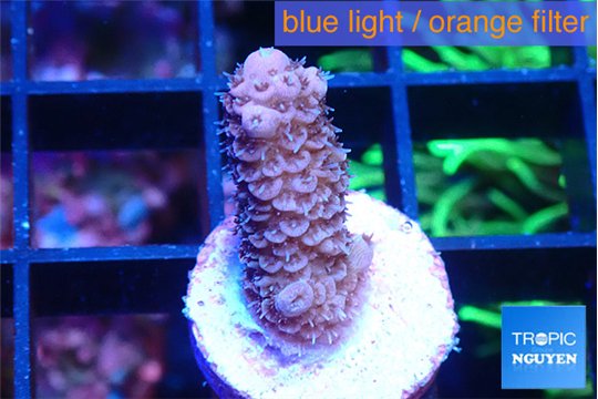 Acropora pink 1-2 cm WYSIWYG acclimaté