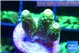 Acropora green golden 1-2 cm WYSIWYG acclimaté
