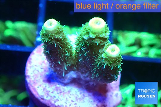Acropora green golden 1-2 cm WYSIWYG acclimaté